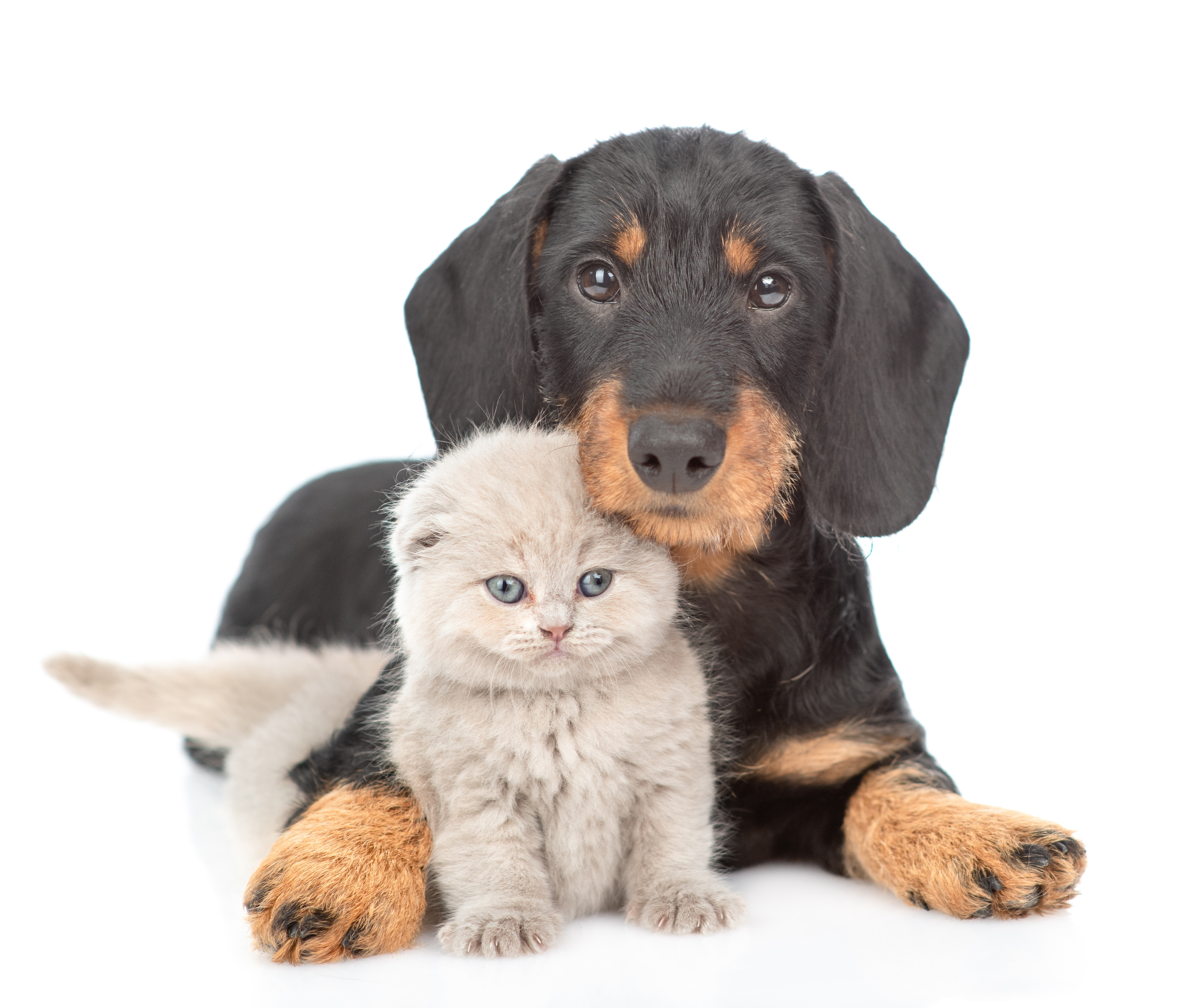 pets