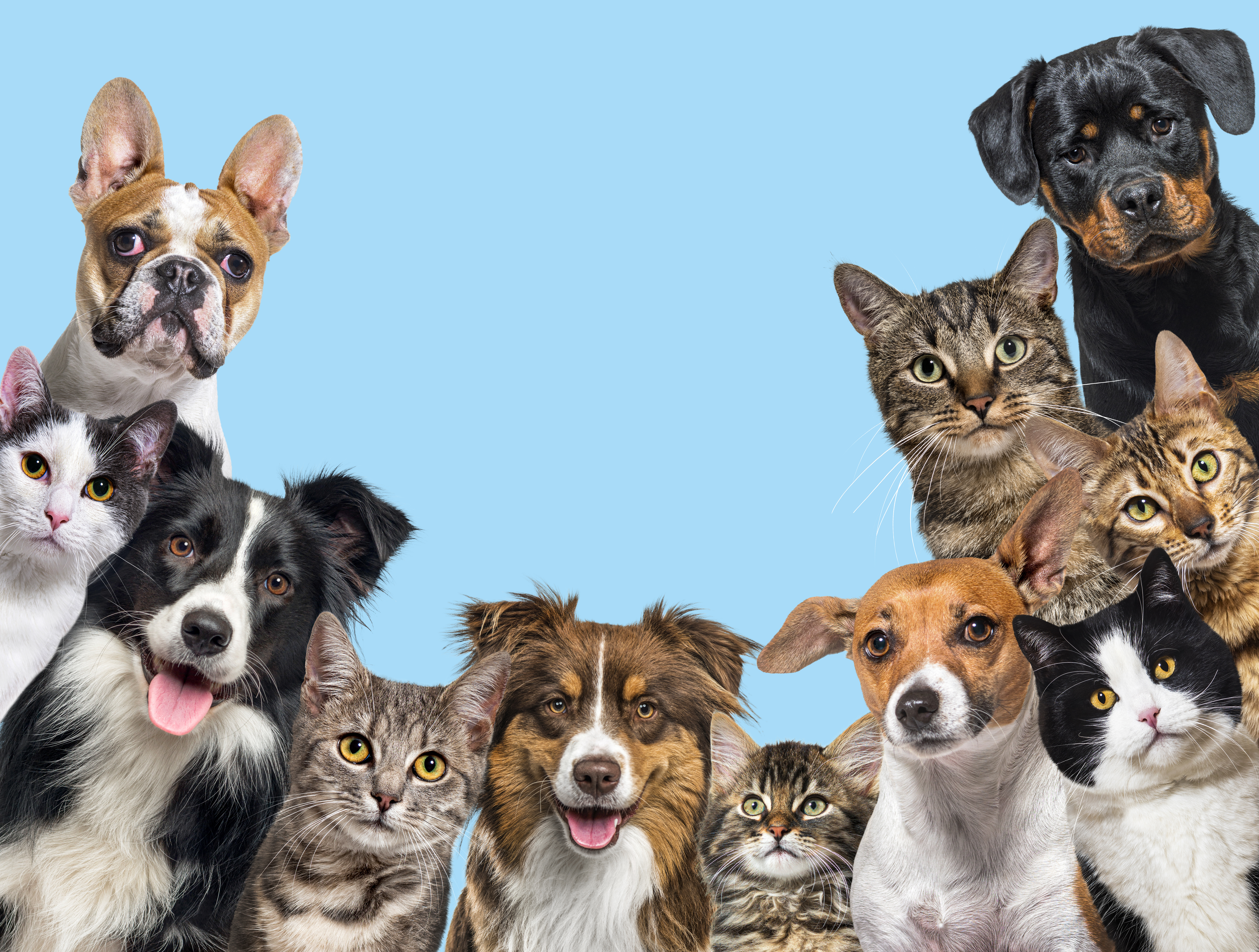 pets